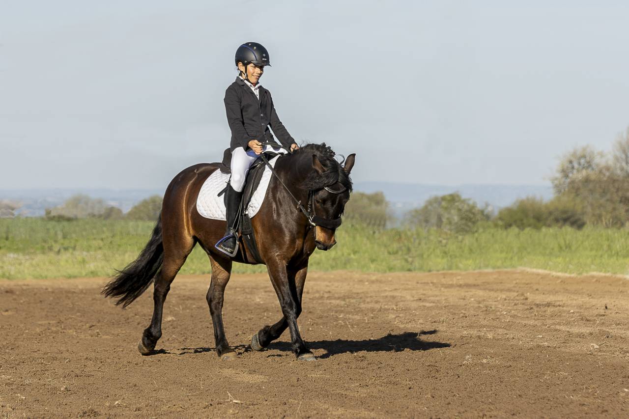Hongre poney C &ndash; 10 ans &ndash; 1,36 m &ndash; CCE/CSO &ndash; Club &Eacute;lite