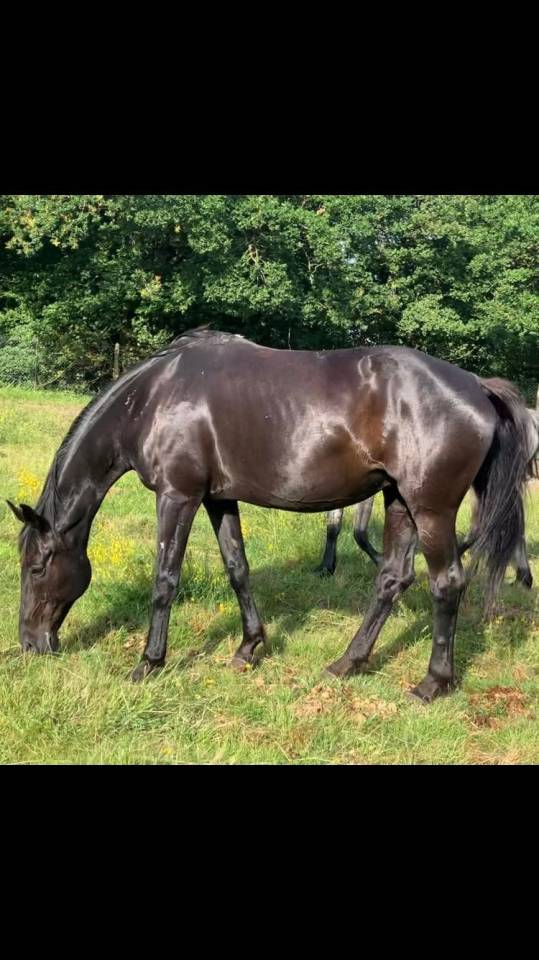Poulini&egrave;re suit&eacute;e 100% Dressage 
