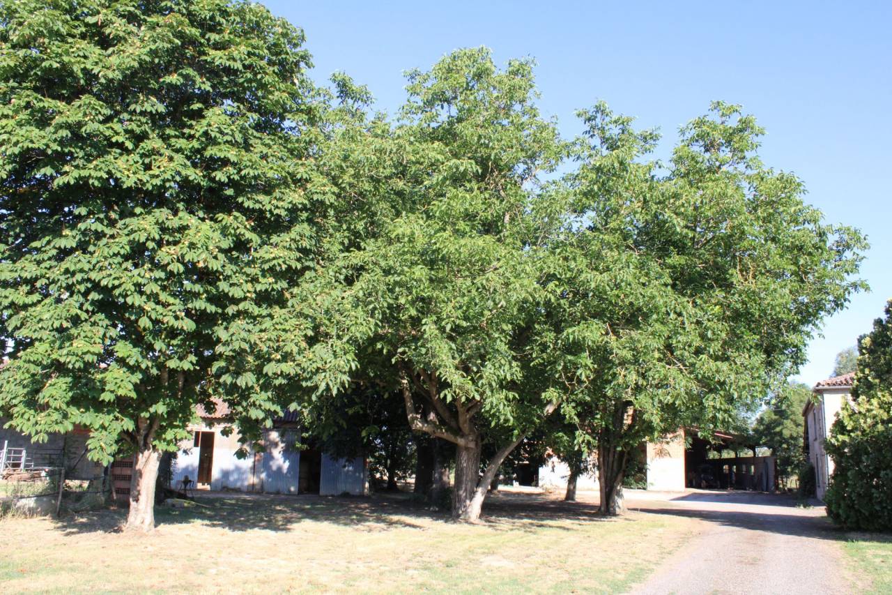 PROPRIETE DE 15 HECTARES AVEC MAISON TARN ET GARONNE
