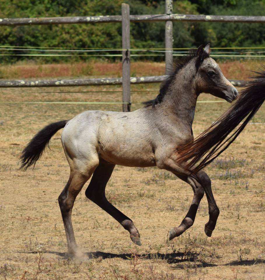 Welsh Pony PP &ndash; Poulain m&acirc;le 2026, vendu avec sa m&egrave;re