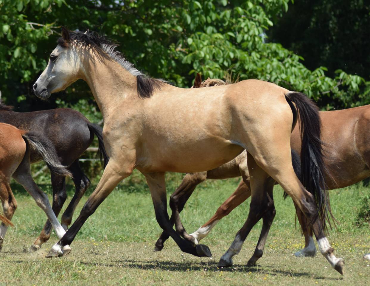 Welsh Pony PP &ndash; Poulain m&acirc;le 2026, vendu avec sa m&egrave;re