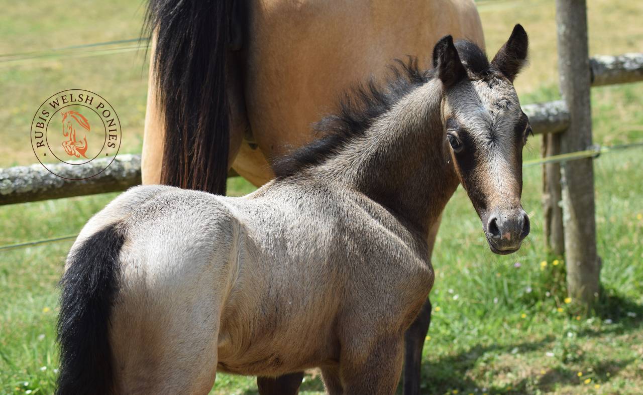 Welsh Pony PP &ndash; Poulain m&acirc;le 2026, vendu avec sa m&egrave;re
