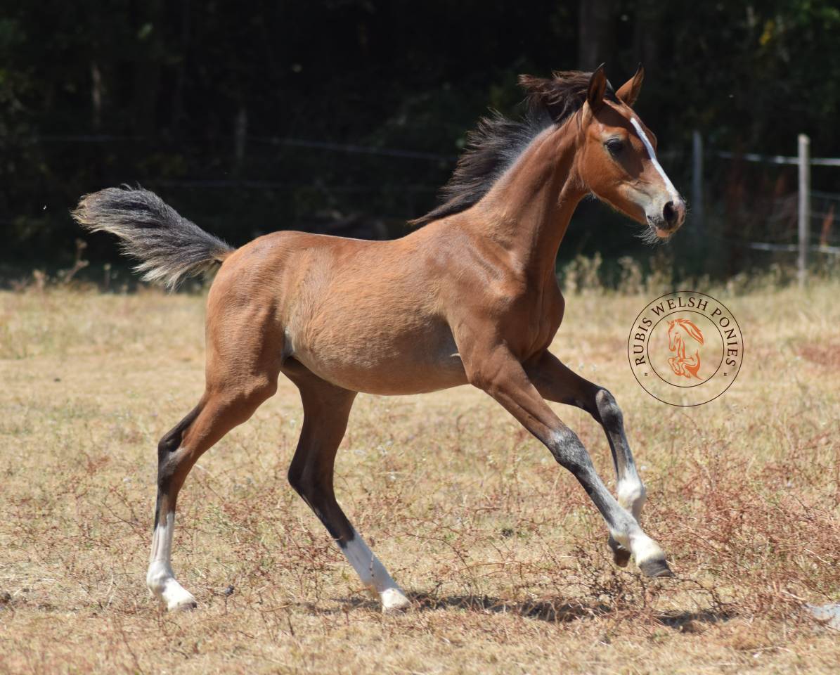 Welsh Pony PP &ndash; Jument d&rsquo;exception suit&eacute;e pouliche pp
