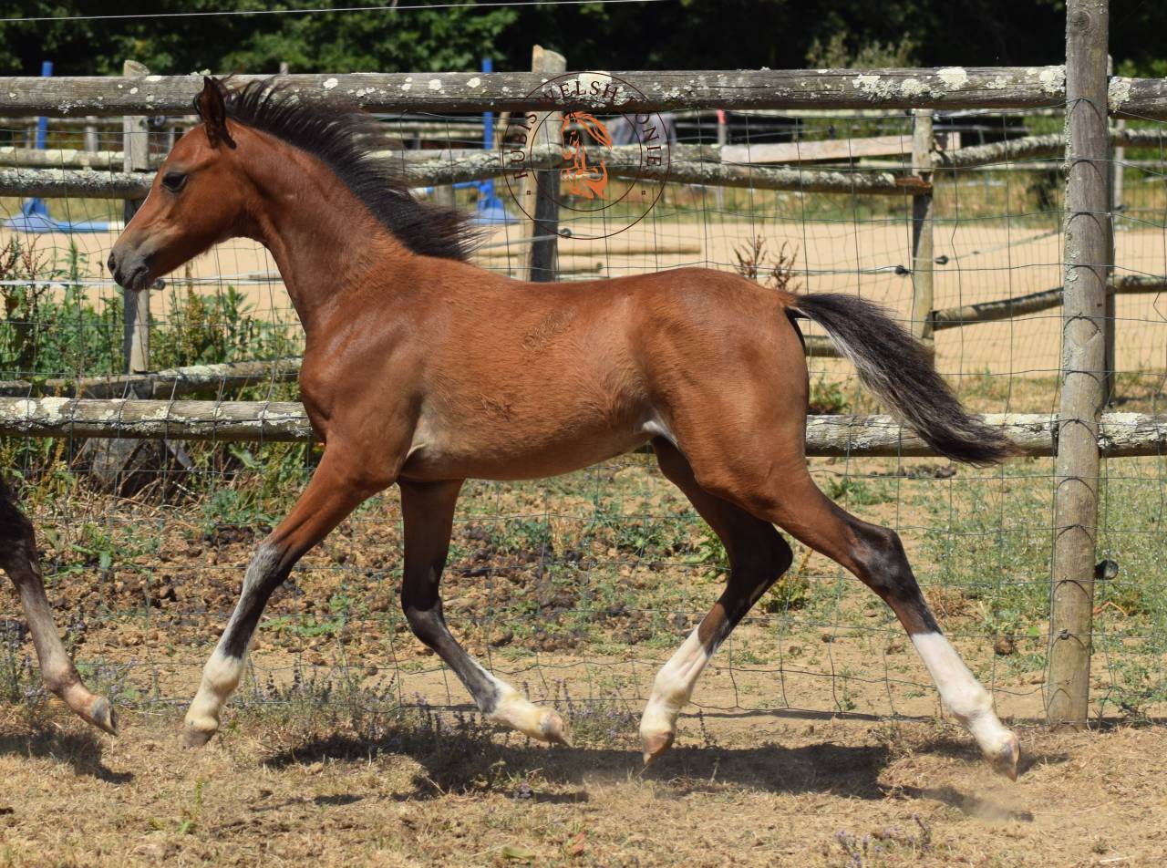 Welsh Pony PP &ndash; Jument d&rsquo;exception suit&eacute;e pouliche pp