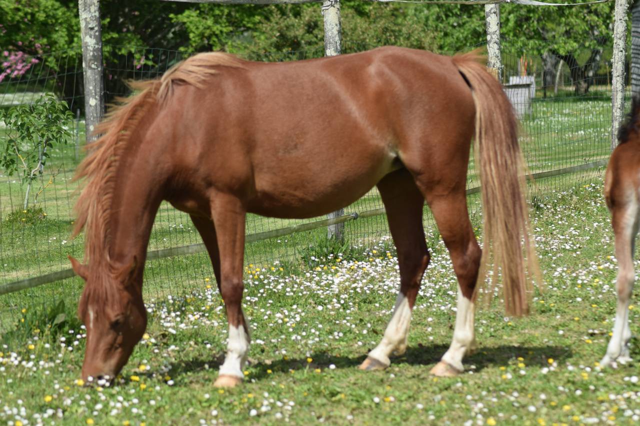 Welsh Pony PP &ndash; Jument d&rsquo;exception suit&eacute;e pouliche pp