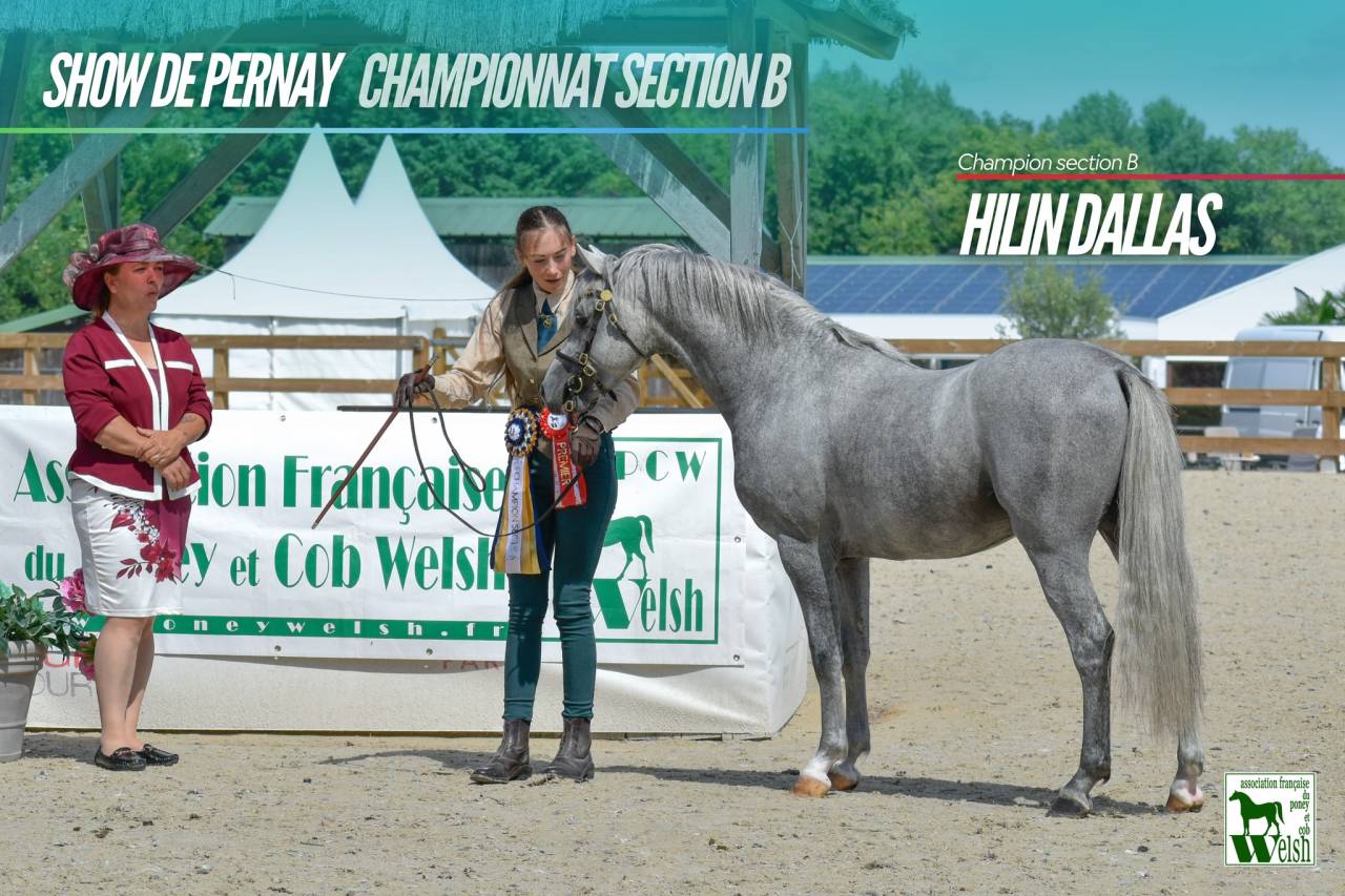 Welsh Pony PP &ndash; pouliche baie 2026, top orignes