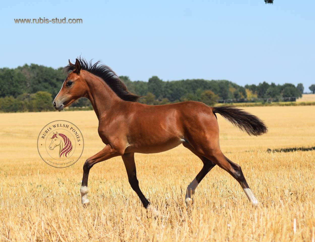 Welsh Pony PP &ndash; pouliche baie 2026, top orignes