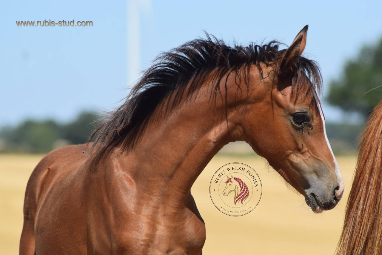 Welsh Pony PP &ndash; pouliche baie 2026, top orignes