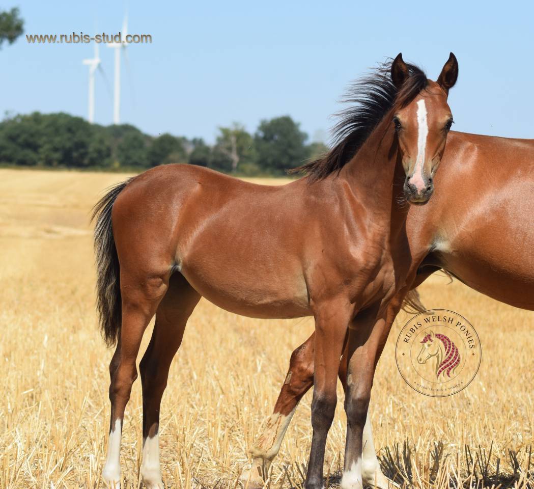 Welsh Pony PP &ndash; pouliche baie 2026, top orignes