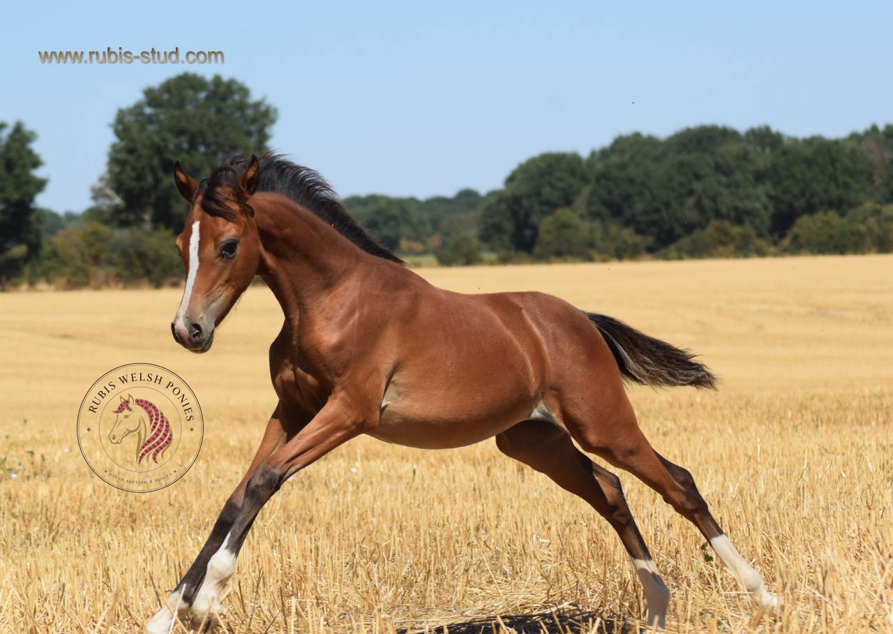 Welsh Pony PP &ndash; pouliche baie 2026, top orignes