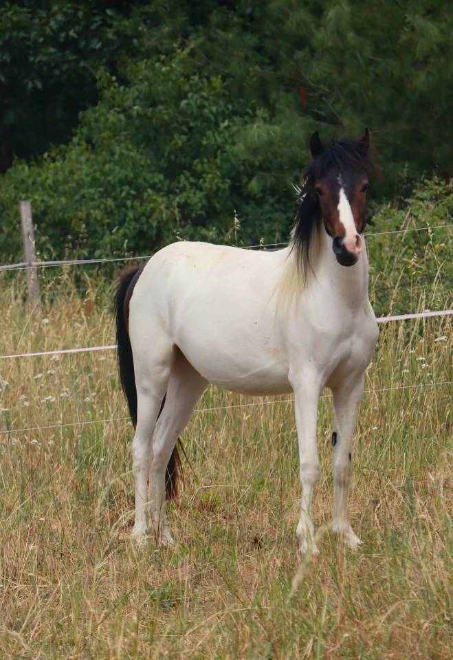 PONETTE DE 2 ANS