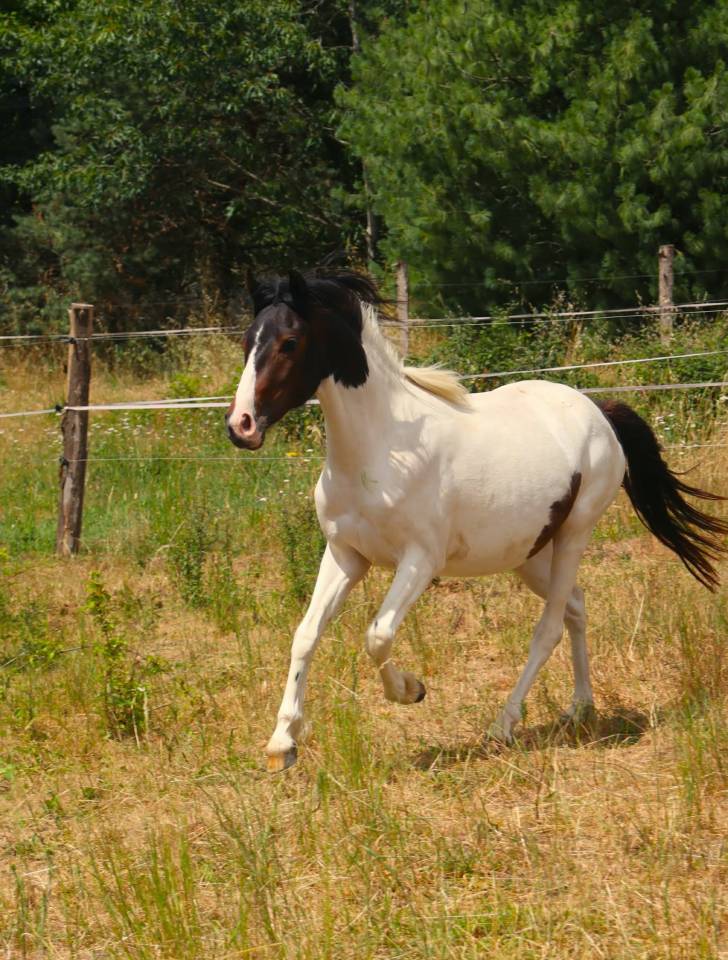 PONETTE DE 2 ANS