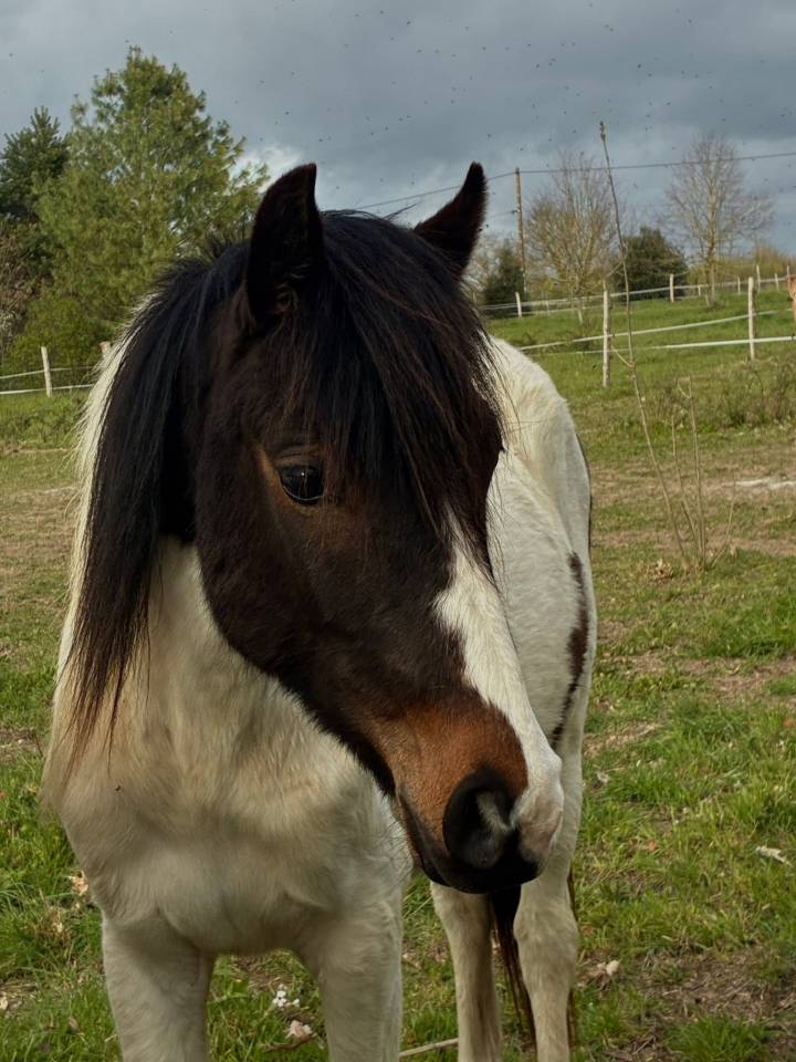 PONETTE DE 2 ANS