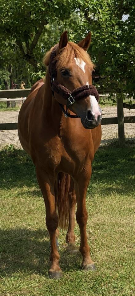 Vend Ponette PFS 10 ans 