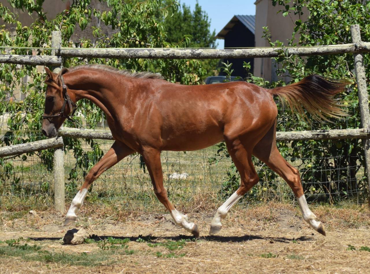 Welsh Pony pp 2025 , femelle, alezane, import&eacute;e, sport