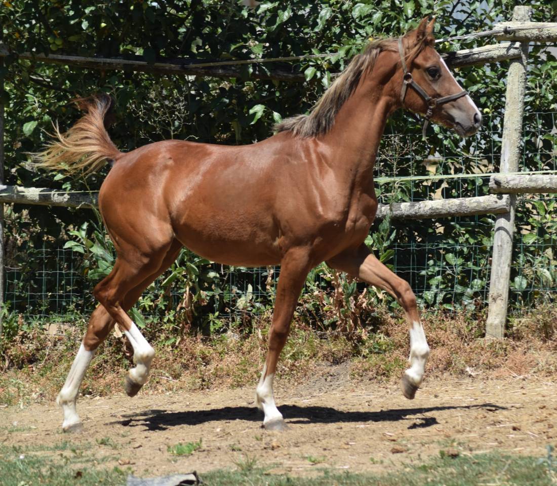Welsh Pony pp 2025 , femelle, alezane, import&eacute;e, sport