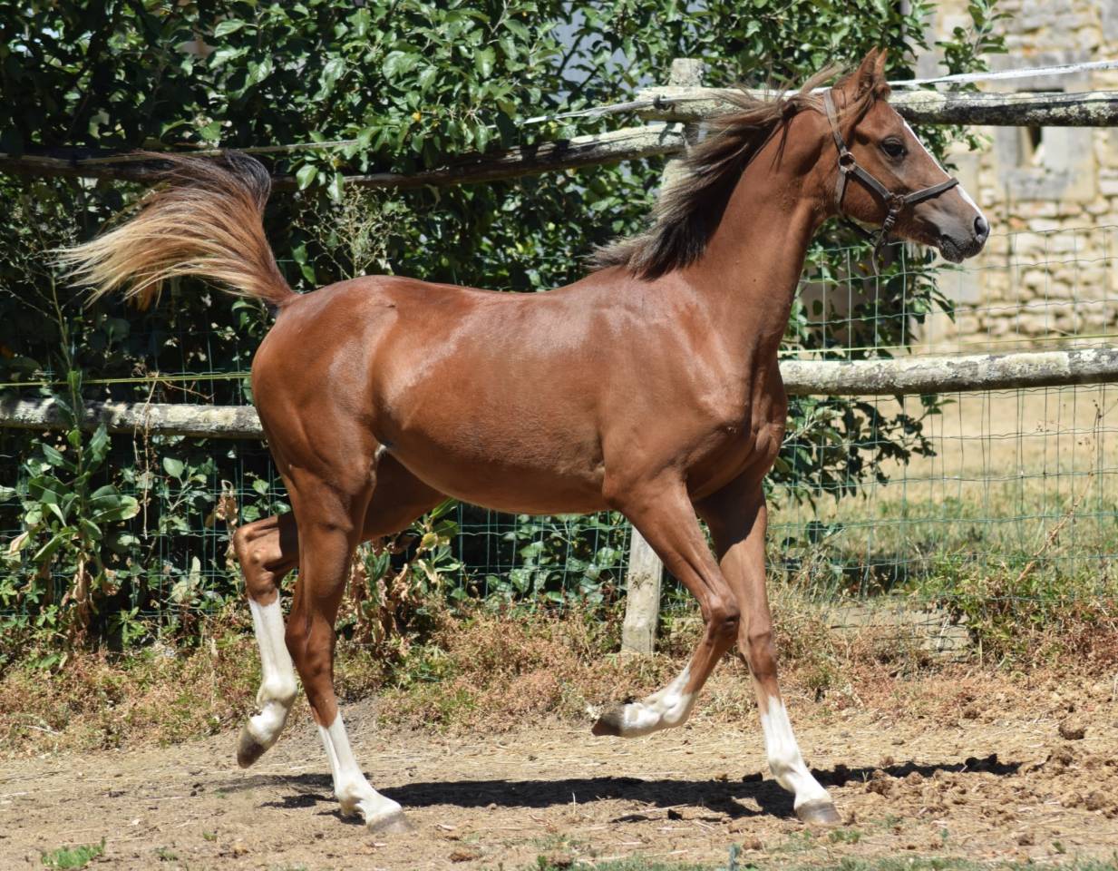 Welsh Pony pp 2025 , femelle, alezane, import&eacute;e, sport