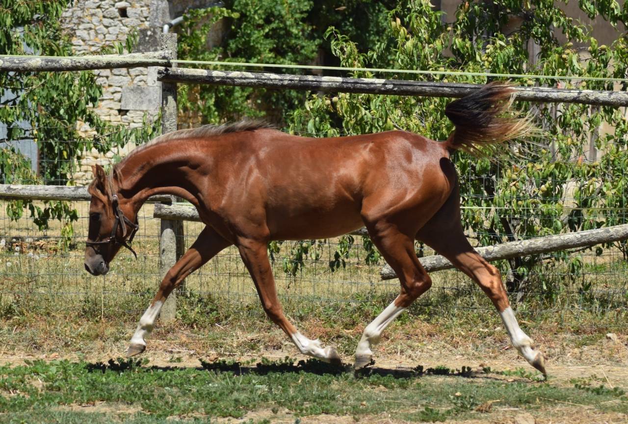 Welsh Pony pp 2025 , femelle, alezane, import&eacute;e, sport