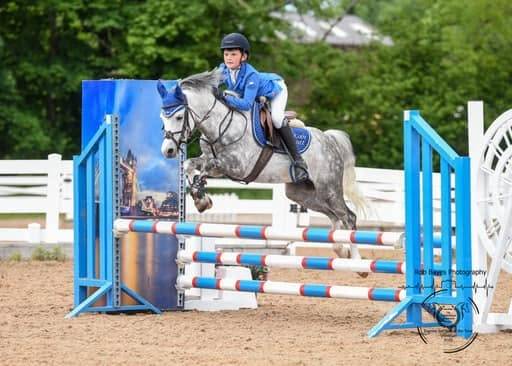 Welsh Pony pp 2025 , femelle, alezane, import&eacute;e, sport