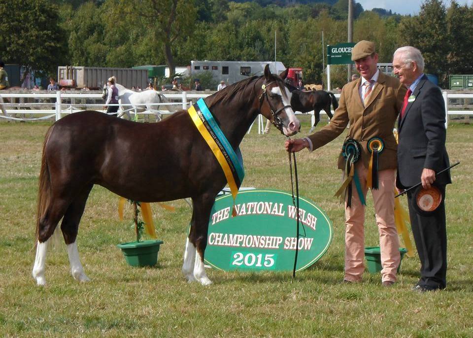 Welsh Pony pp 2025 , femelle, alezane, import&eacute;e, sport
