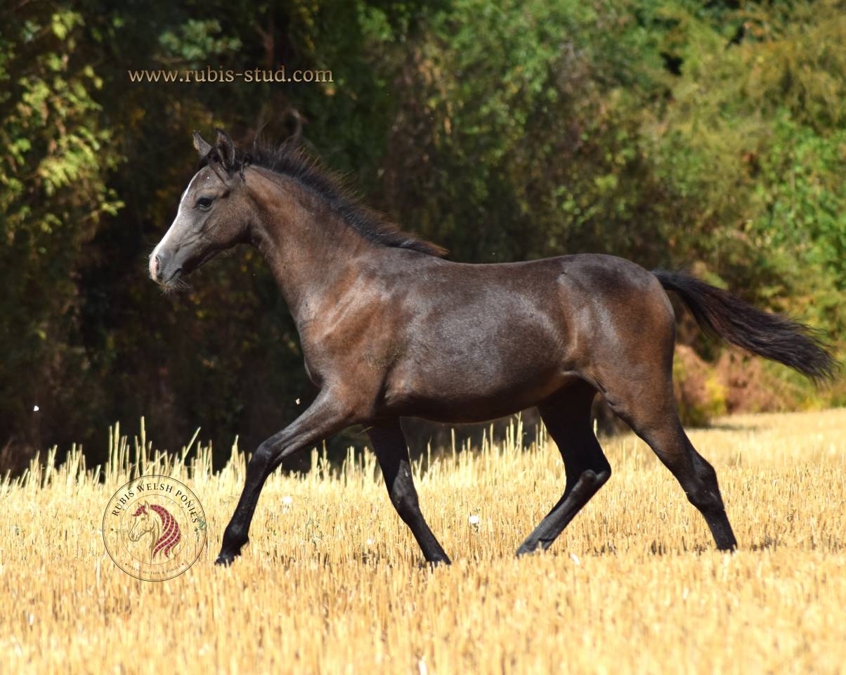 Welsh Pony PP &ndash; pouliche grise 2026, top orignes