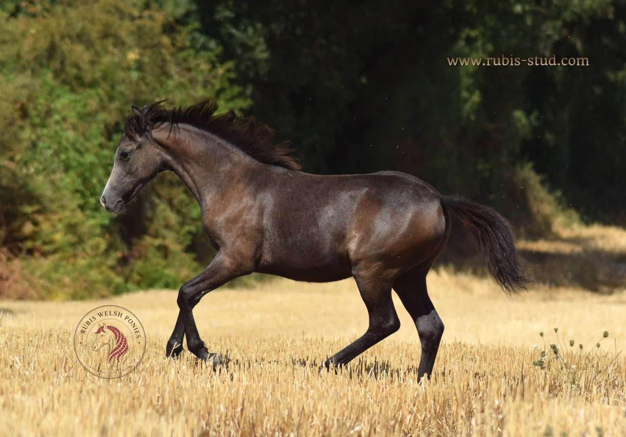 Welsh Pony PP &ndash; pouliche grise 2026, top orignes