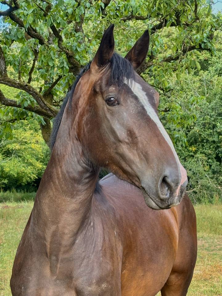 Cheval de sport - 3 ans