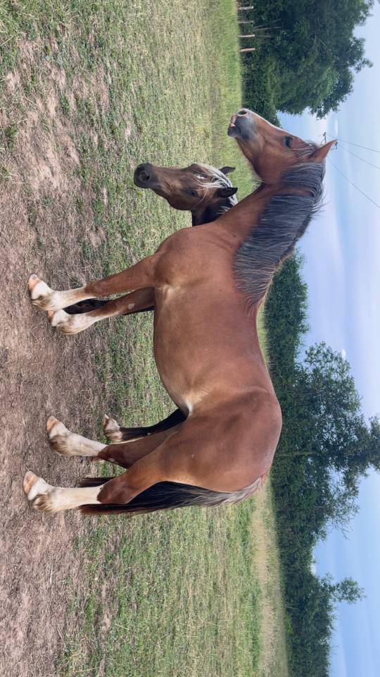 Ponette Welsh Cob