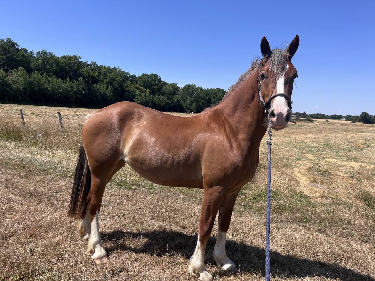 Ponette Welsh Cob