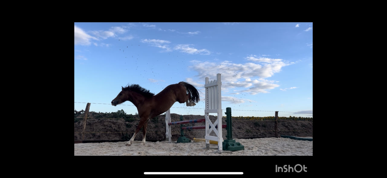 Ponette Welsh Cob