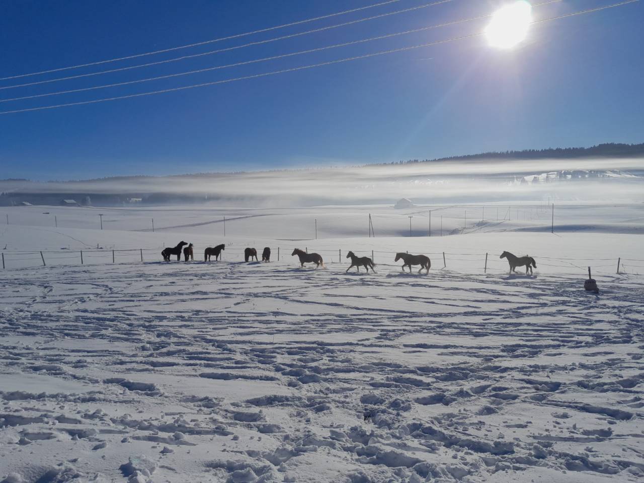 1011159_1783713617_9376.jpg