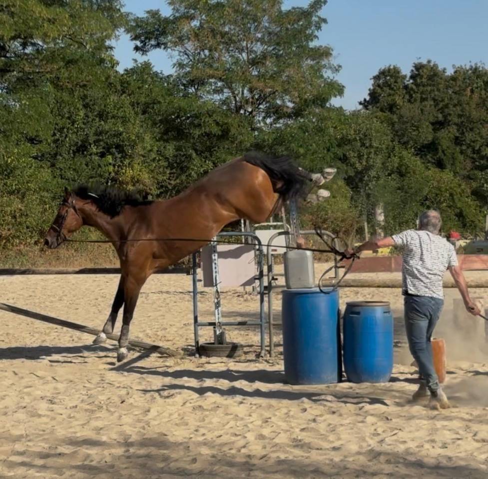 Cheval CSO 8 ans