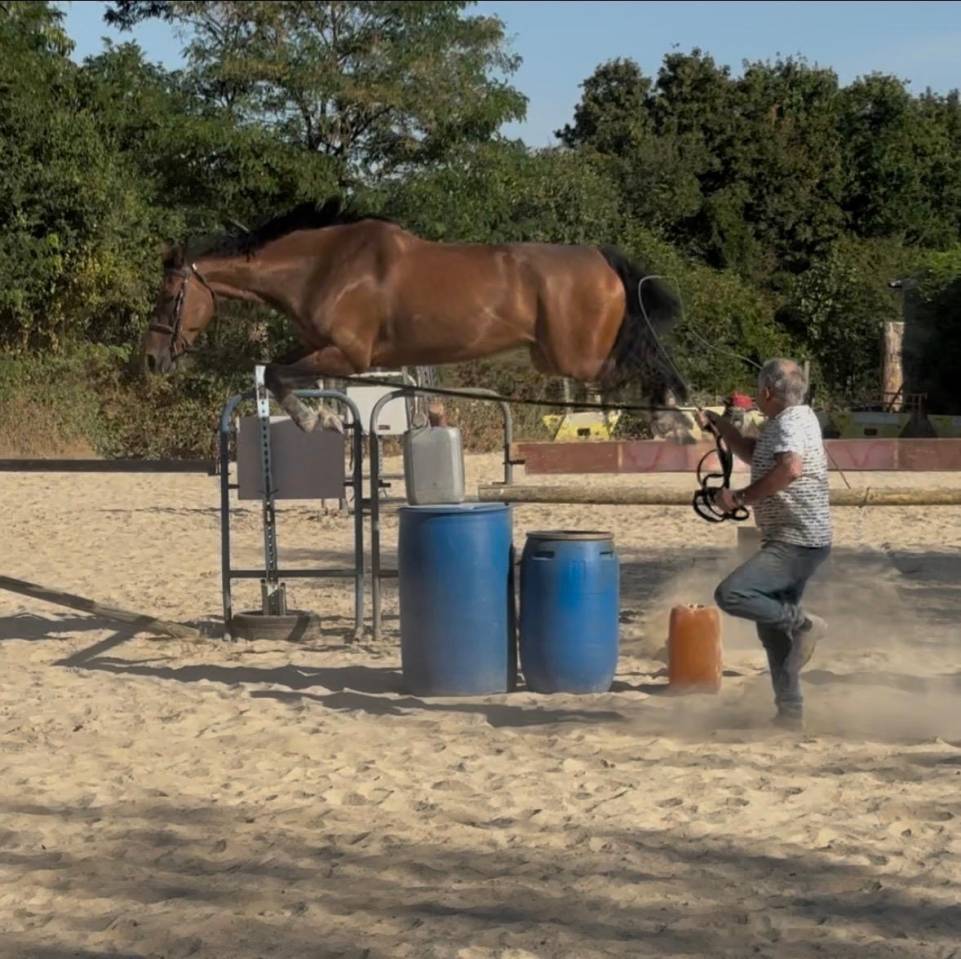 Cheval CSO 8 ans