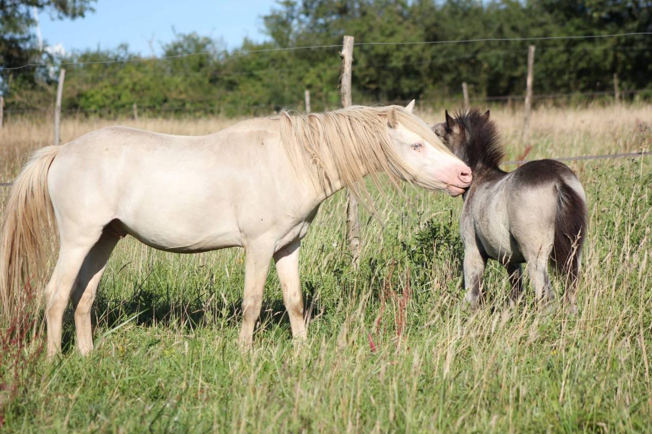 Poney welsh