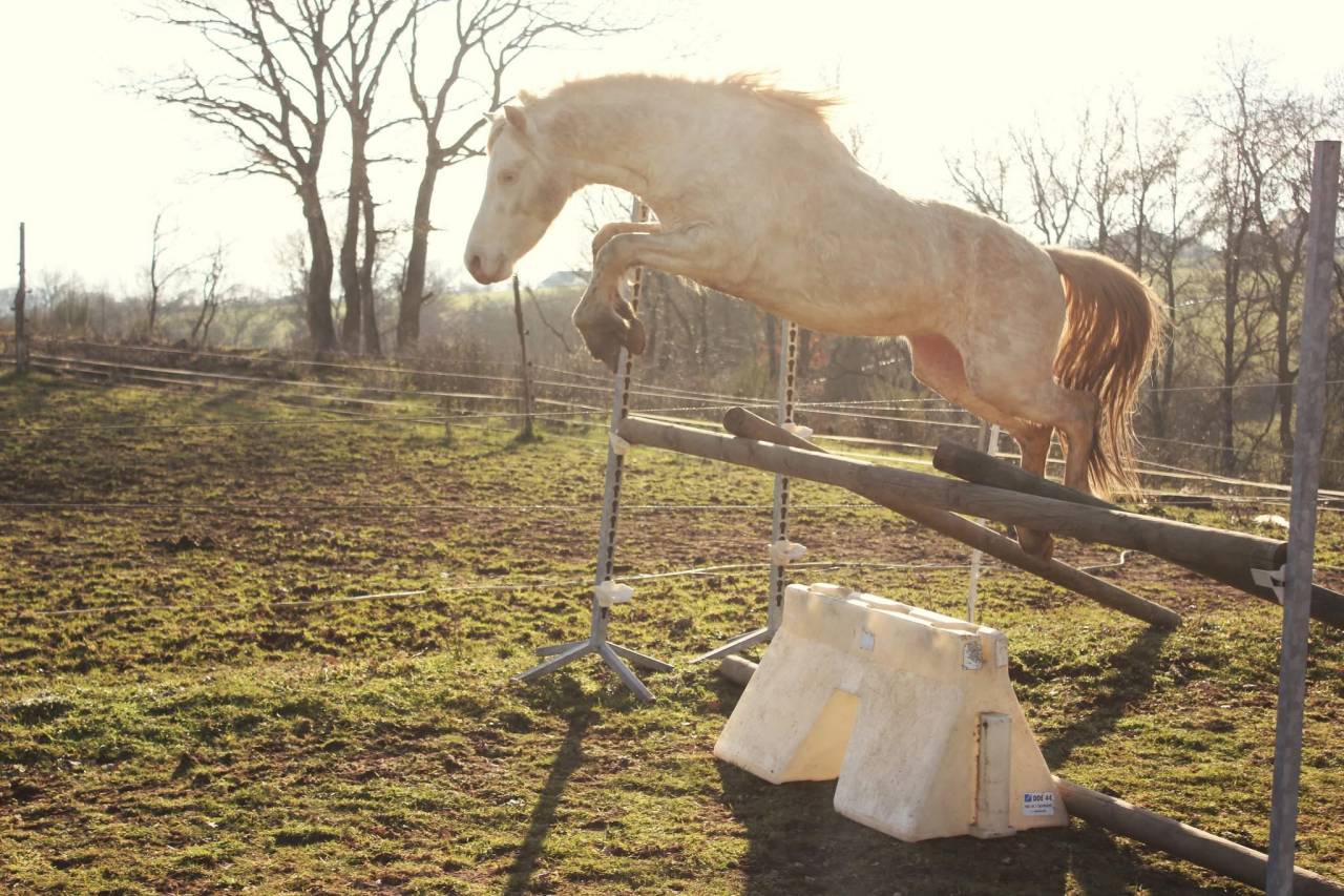 Poney welsh