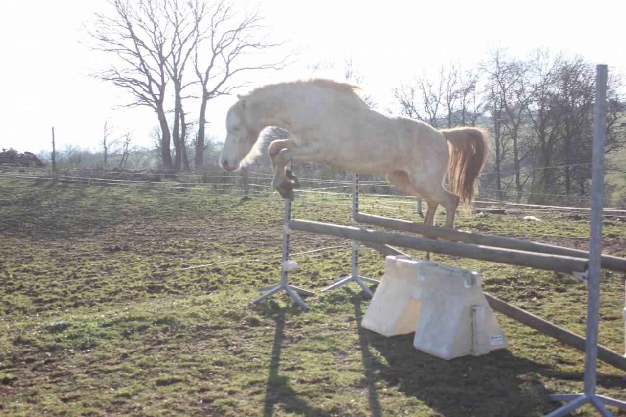 Poney welsh