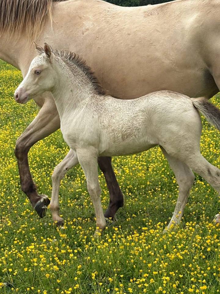 Poney welsh