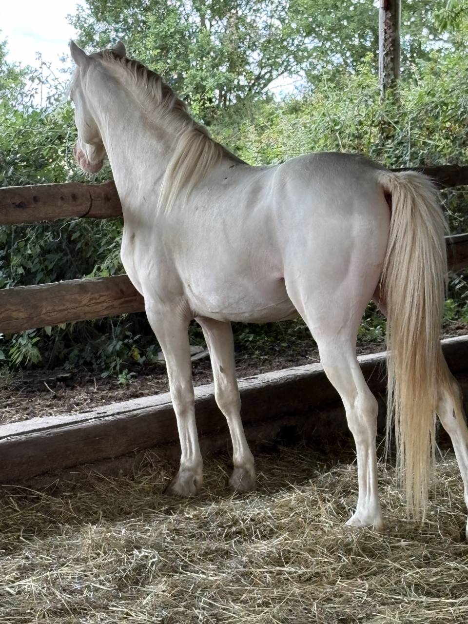 Poney welsh