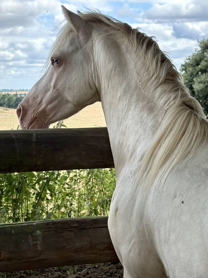Poney welsh