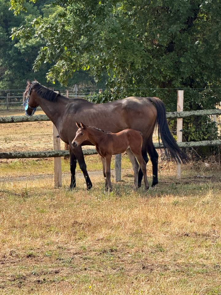 Poulini&egrave;re suit&eacute;e et pleine 
