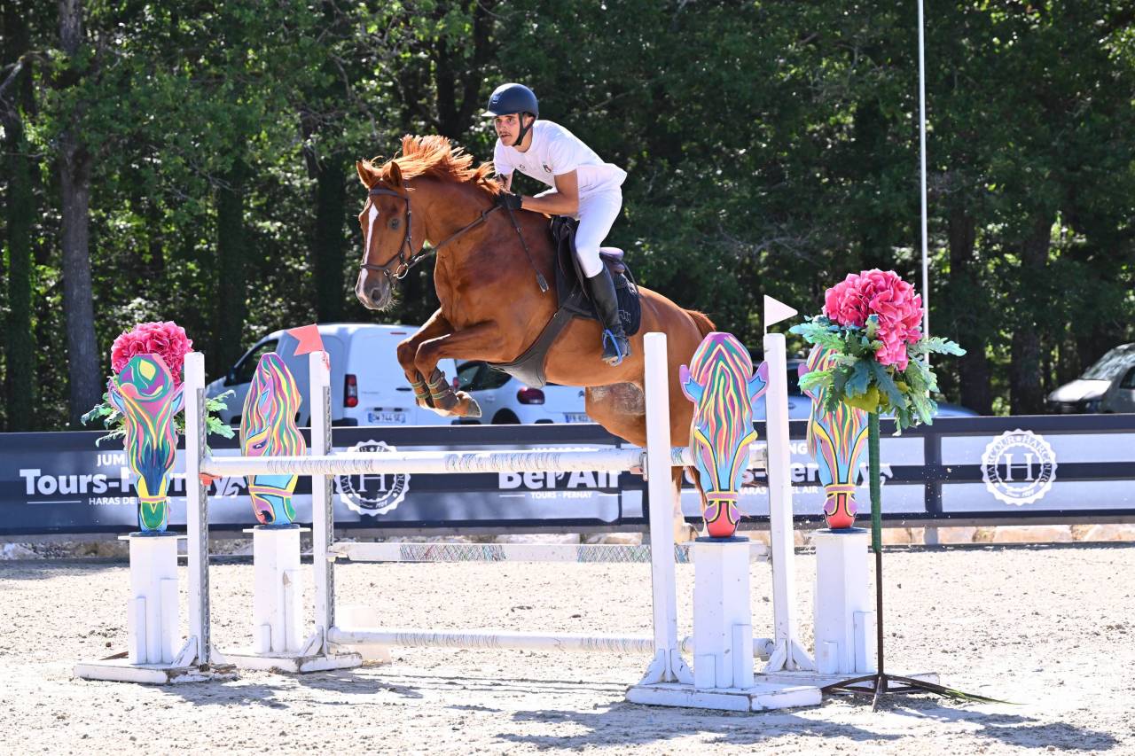 Hongre de 6 ans SF 