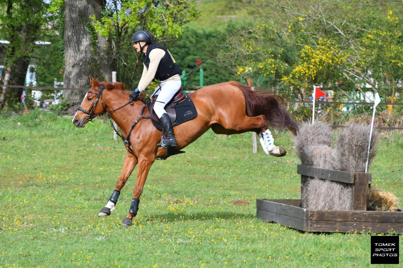 Hongre de 6 ans SF 