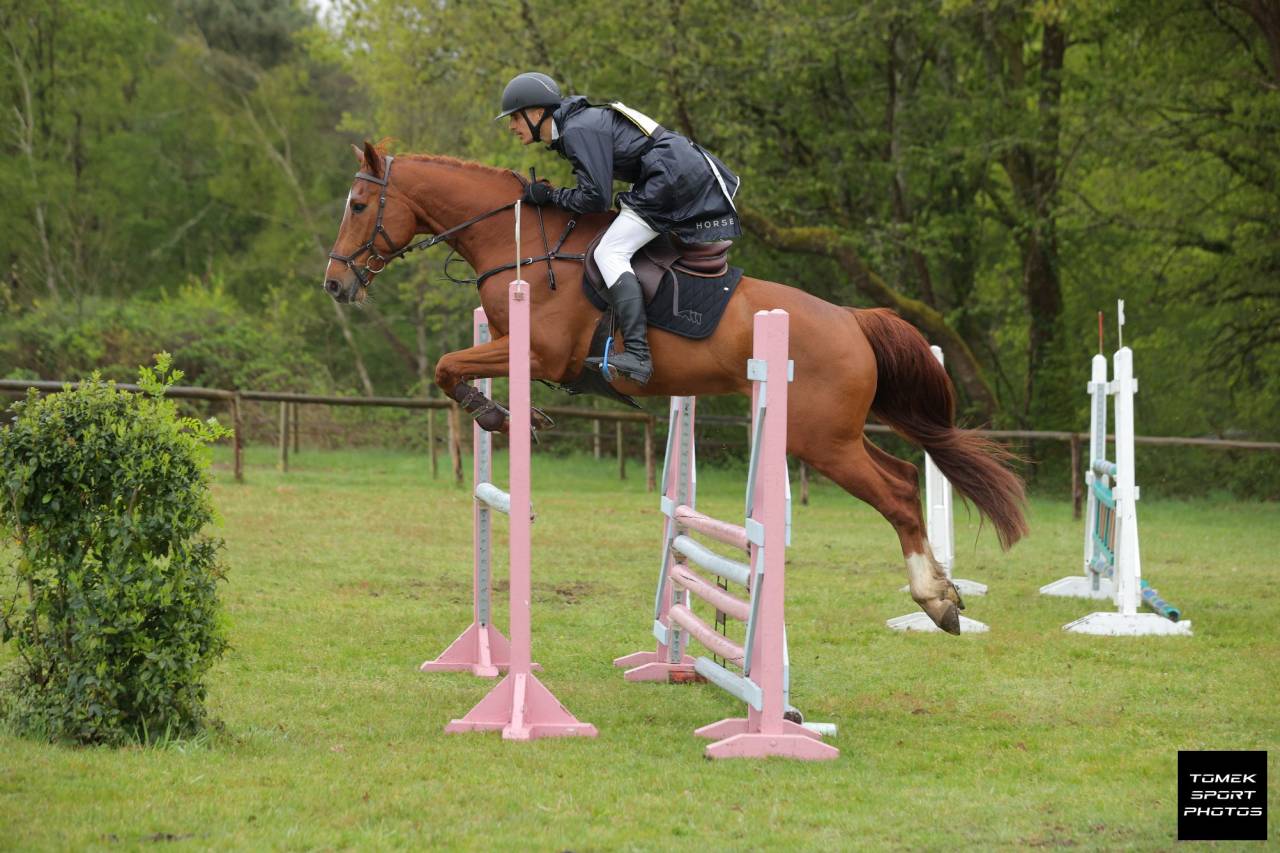 Hongre de 6 ans SF 