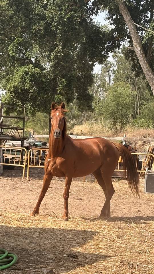 Jument retrait&eacute; de course, trotteuse fran&ccedil;aise 13 ans 