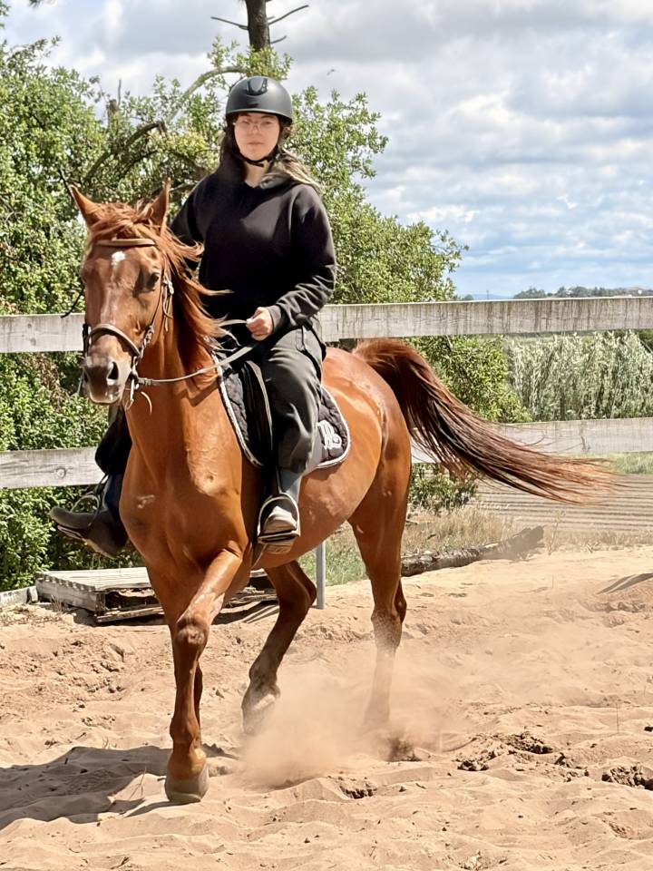 Jument retrait&eacute; de course, trotteuse fran&ccedil;aise 13 ans 