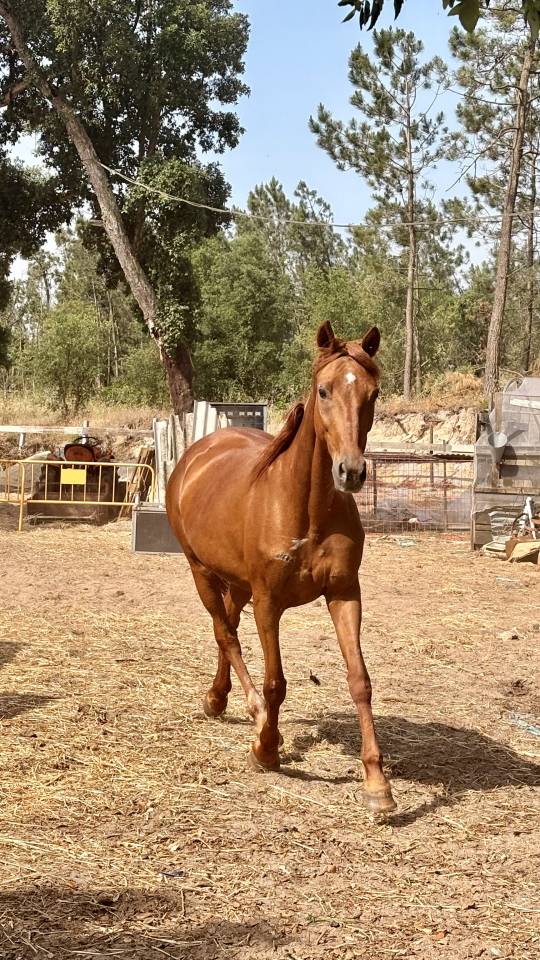 Jument retrait&eacute; de course, trotteuse fran&ccedil;aise 13 ans 