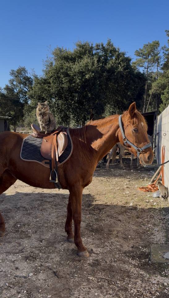 Jument retrait&eacute; de course, trotteuse fran&ccedil;aise 13 ans 