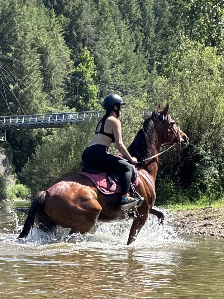 Cheval Pur sang   11 ans 