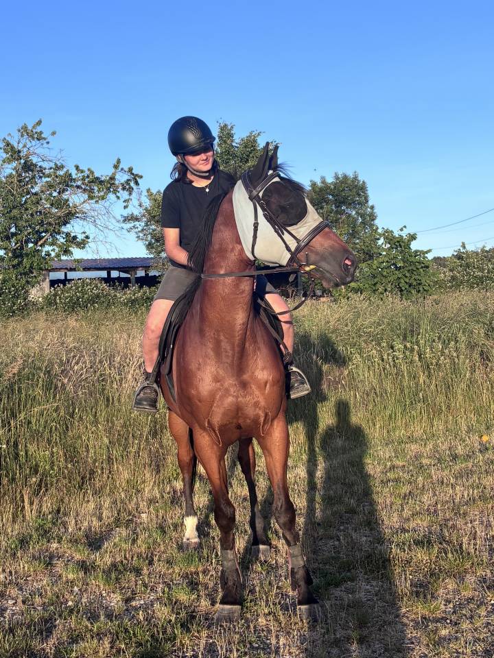 Cheval Pur sang   11 ans 
