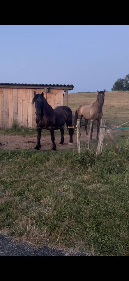 Duo de chevaux ins&eacute;parables - Mistral et Gipsy
